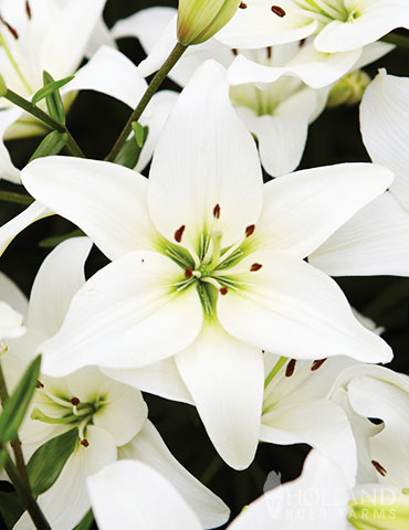 Asiatic white lilijas  1 gab