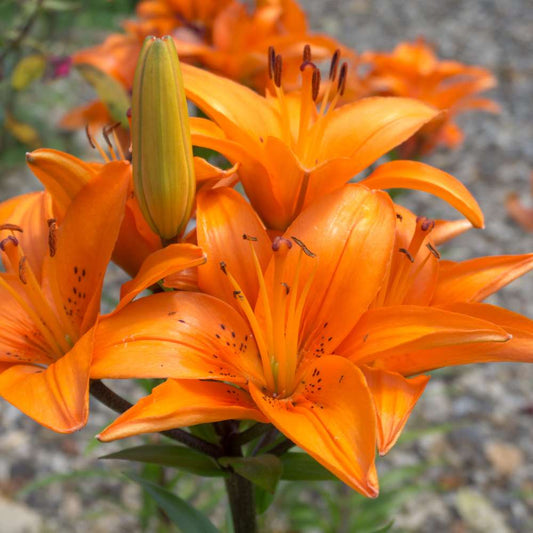 Asiatic orange lilijas  1 gab