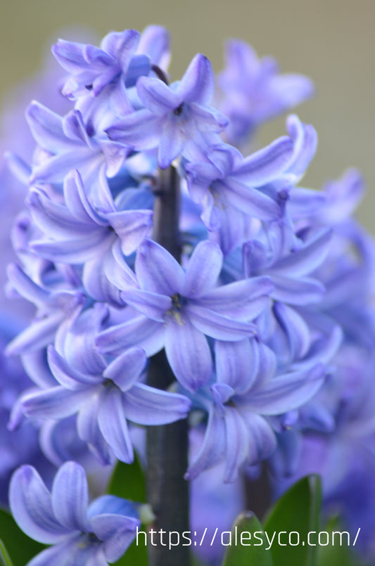 Hyacinths - Delft blue 3 bulbs (Grown in Latvia)