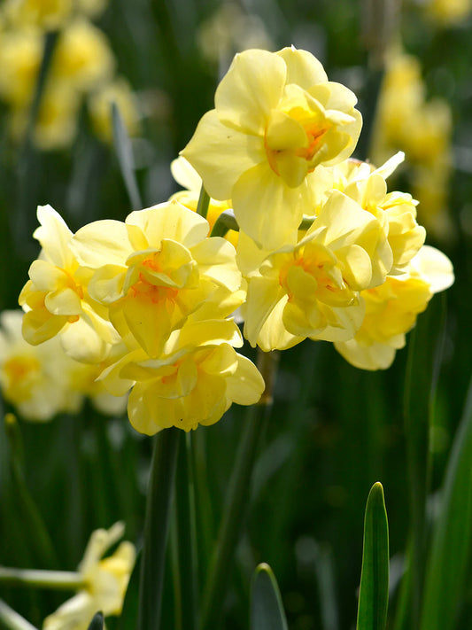 Narcissus Yellow Cheerfulness 5 bulbs