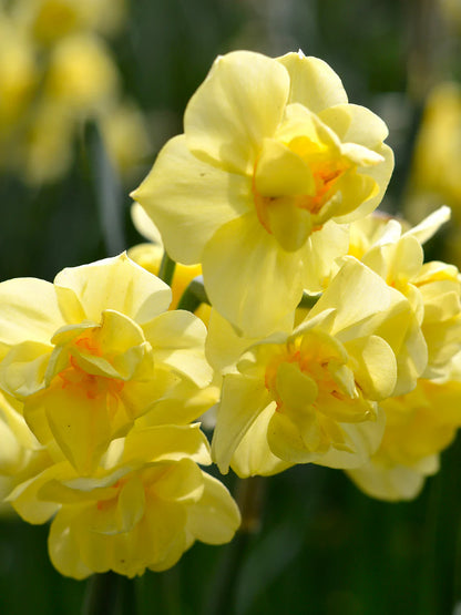 Narcissus Yellow Cheerfulness 5 bulbs