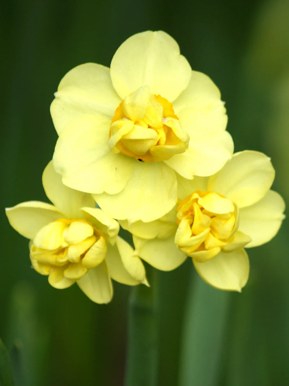 Narcissus Yellow Cheerfulness 5 bulbs