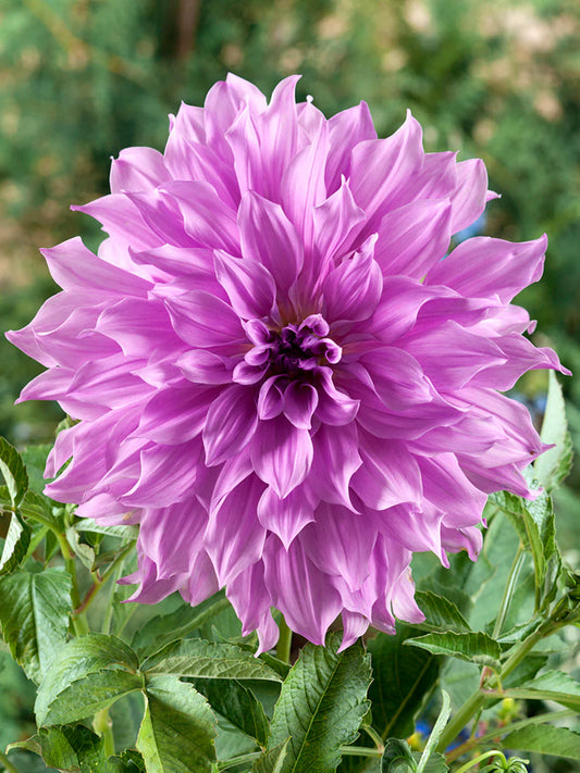 Dāliju Lavender Ruffles 1 gab