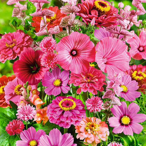 PUĶU MAISĪJUMS DUET PINK-RED