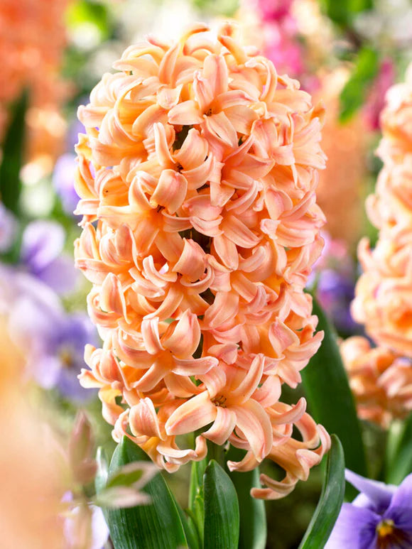 Hyacinths - Gipsy queen 3 bulbs