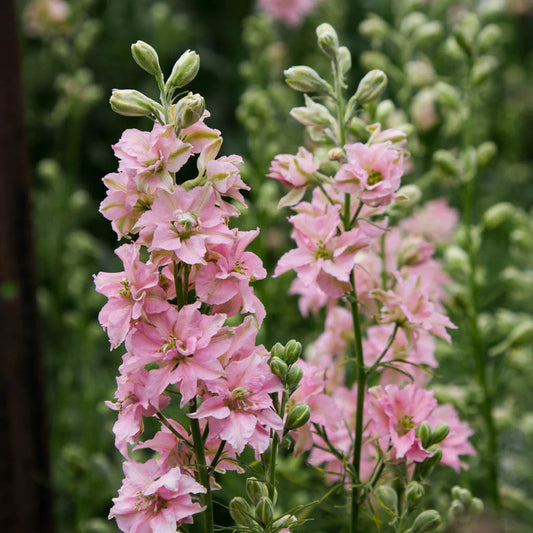 Delfinijas ROSE QUEEN