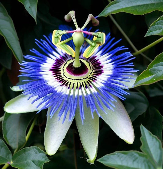 Zilā pasiflora