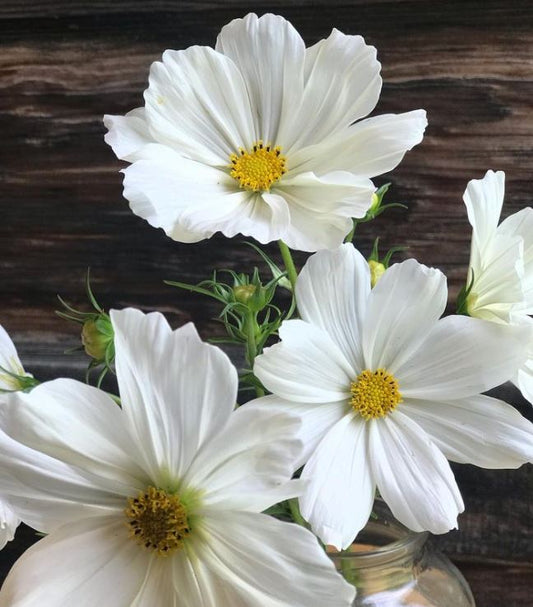 Kosmejas SENSATION WHITE