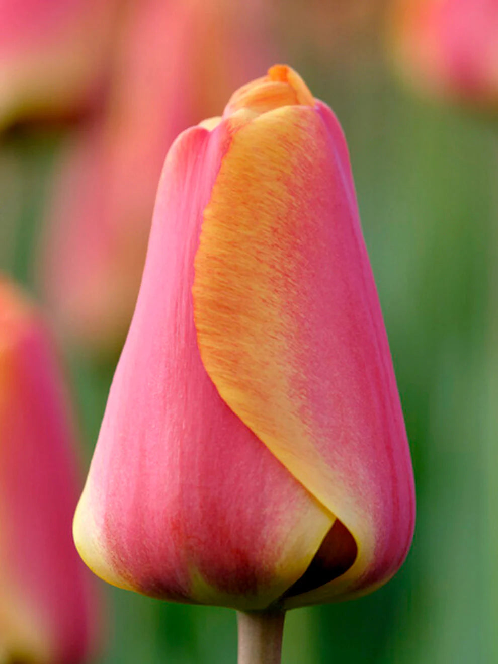 Tulpe - Apeldoorn's elite 5 gab