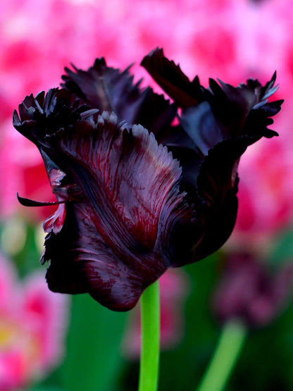 Tulpe - Black parrot  5 gab