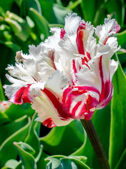 Tulpe - Estella rijnveld 5 gab