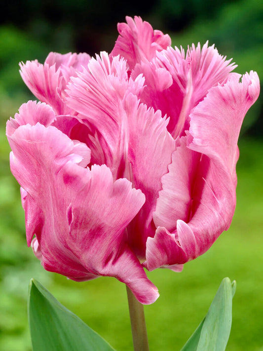 Tulpe - Flamingo queen 5 gab