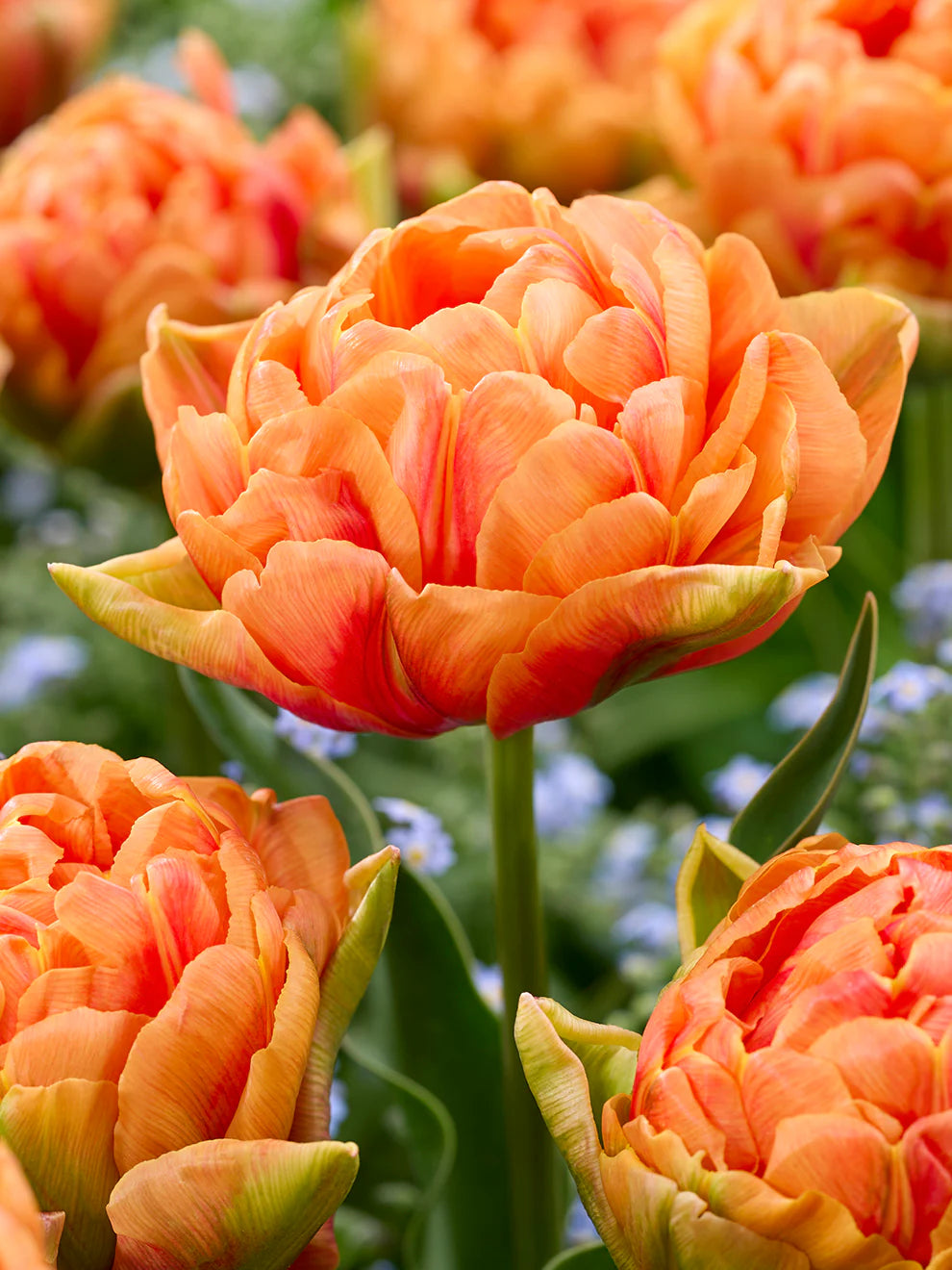 Tulip Orange Flavor 5 gab