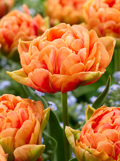 Tulip Orange Flavor 5 gab