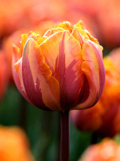 Tulpe Orange Princess 5 gab