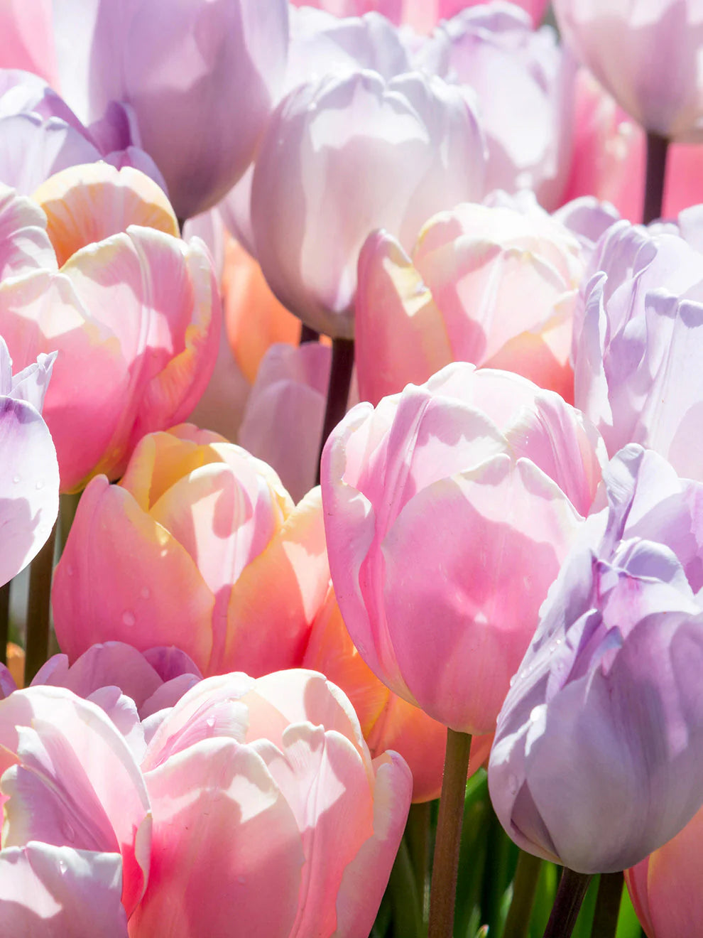 Tulpe Perfect Pastel Collection™ 5 gab