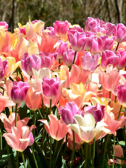 Tulpe Perfect Pastel Collection™ 5 gab