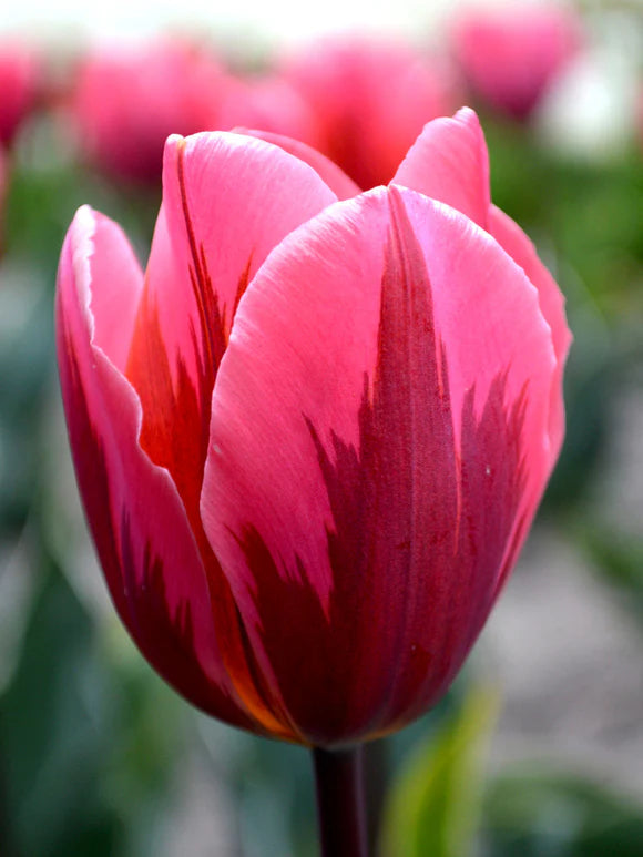 Tulpe -Pretty princess 5 gab