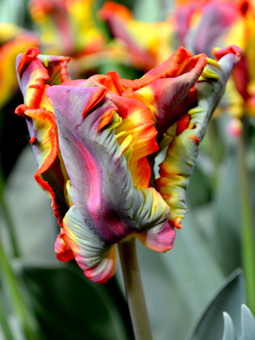 Tulpe Rainbow Parrot 5 gab