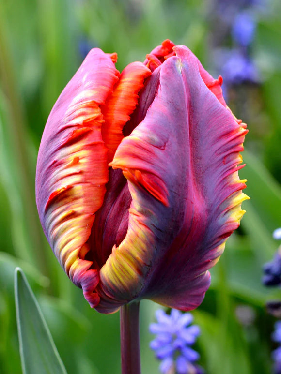 Tulpe Rainbow Parrot 5 gab