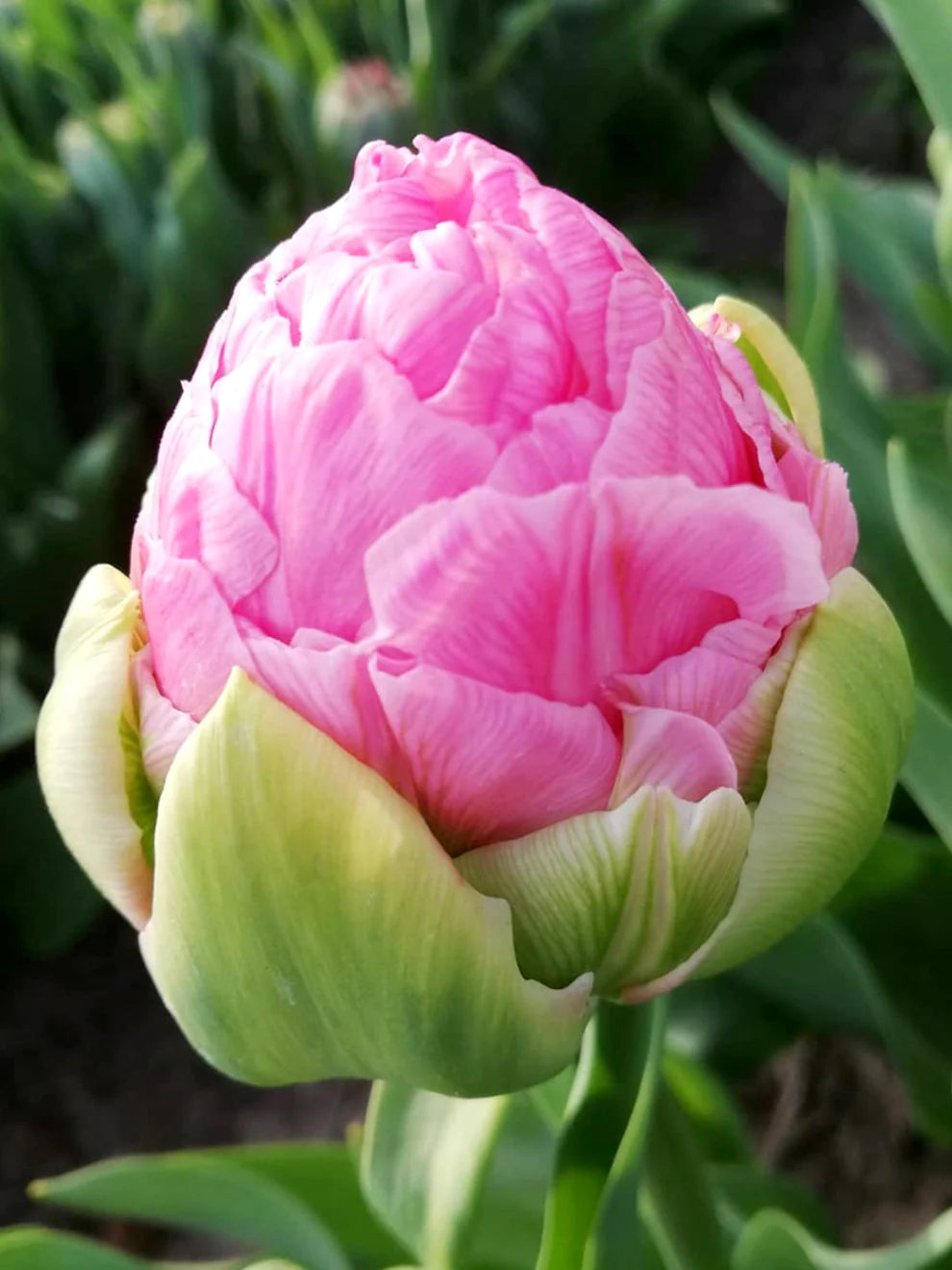 Tulpes Strawberry Cream 5 gab