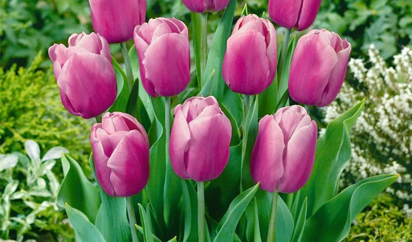 Tulip - Holland beauty 5 bulbs