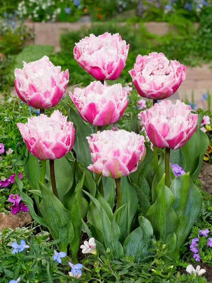 Tulpe - Sugar Crystal 5 gab