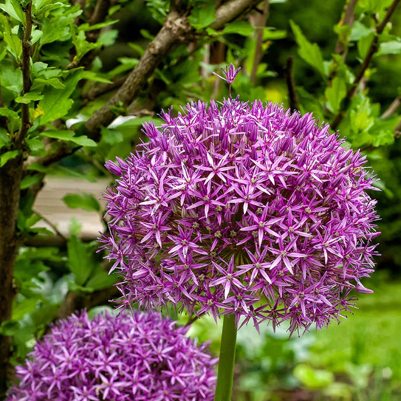 Ambassador - Allium  1 gab