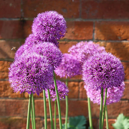 Ambassador - Allium  1 gab