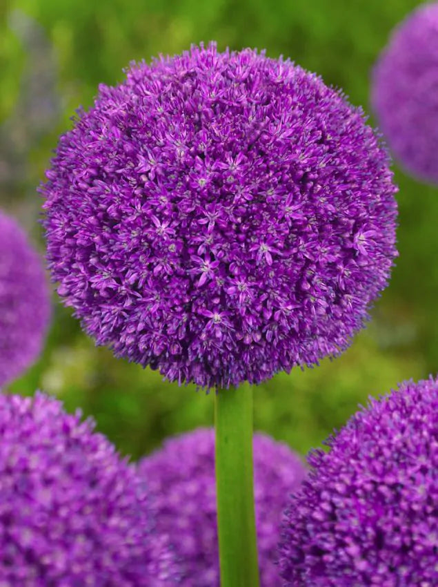 Ambassador - Allium  1 gab