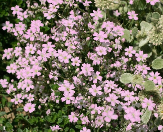 GLEZNĀS ĢIPSENES ROSEA