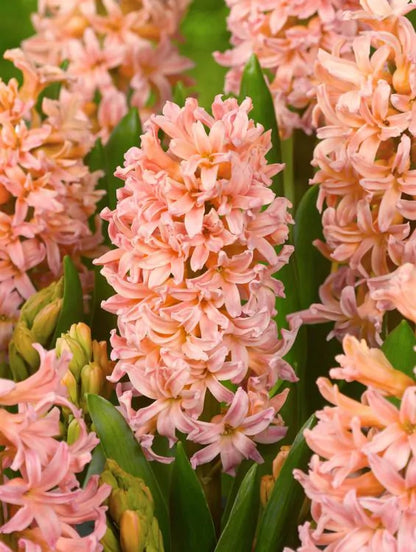 Hyacinths - Gipsy queen 3 bulbs