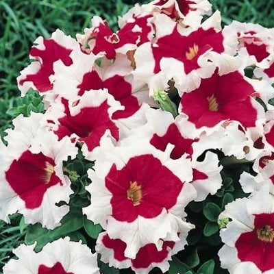 PETUNIA GRANDIFLORA KARKULKA