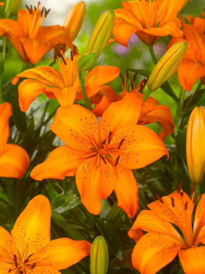 Asiatic orange Lilies -1 bulbs