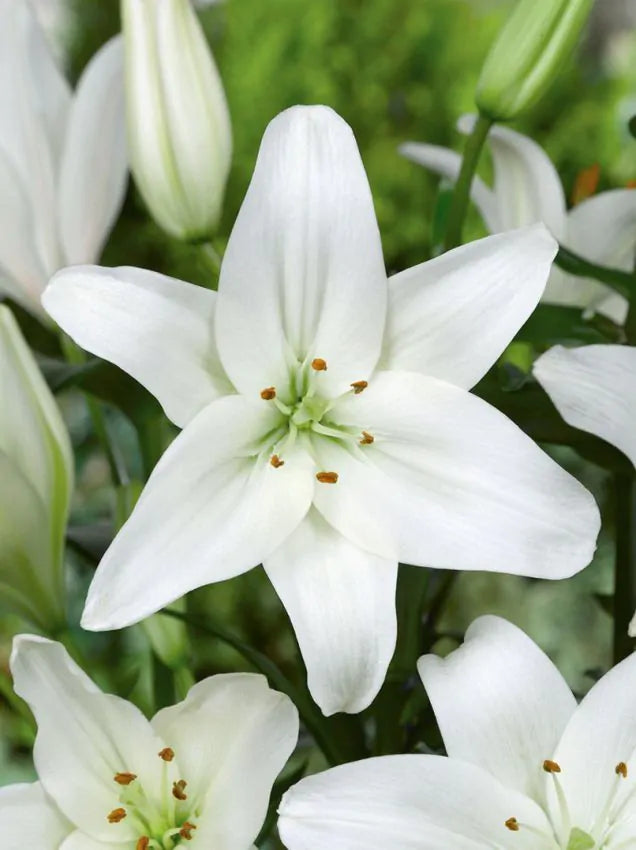 Asiatic white lilijas  1 gab