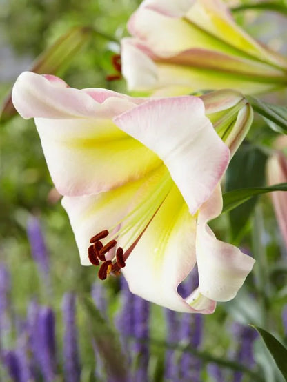 Beijing moon Lilies -1 bulbs