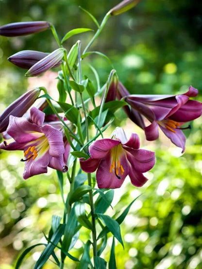 Pink perfection Lilies -1 bulbs