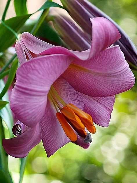 Pink perfection Lilies -1 bulbs