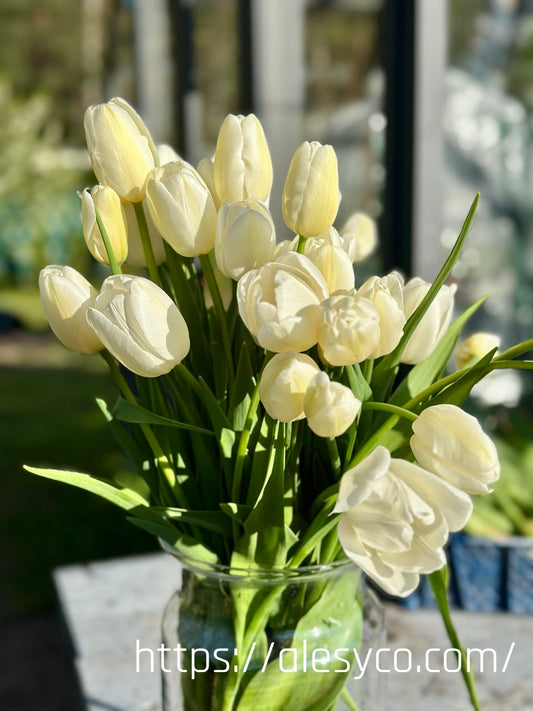 Tulip - Catherina 5 bulbs (Grown in Latvia)