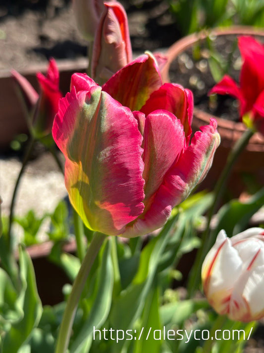 Tulip - Red wave and green wave mix 5 bulbs (Grown in Latvia)