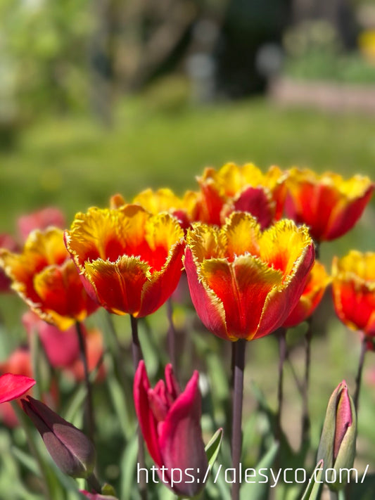 Tulip - Davenport 5 bulbs (Grown in Latvia)