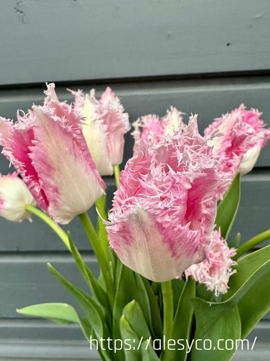 Tulip - Drakensteyn 5 bulbs (Grown in Latvia)