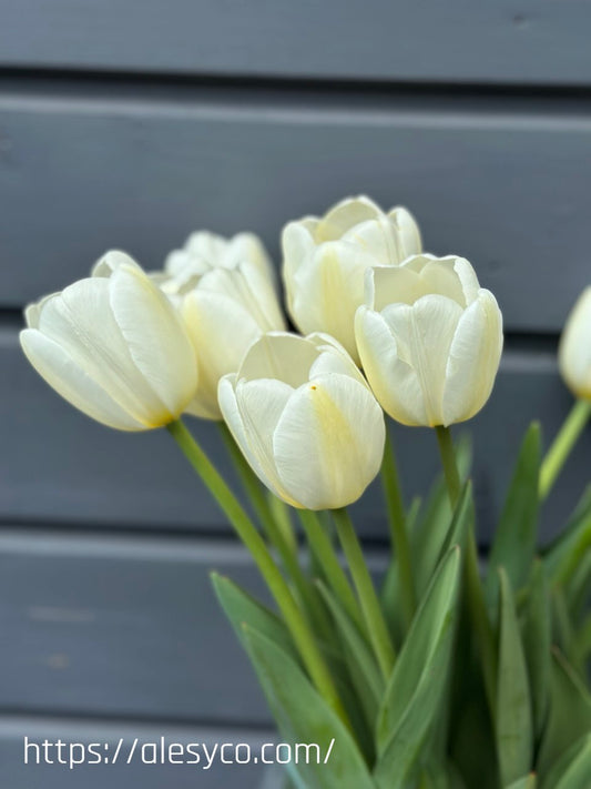 Tulip Angel's Wish 5 bulbs (Grown in Latvia)