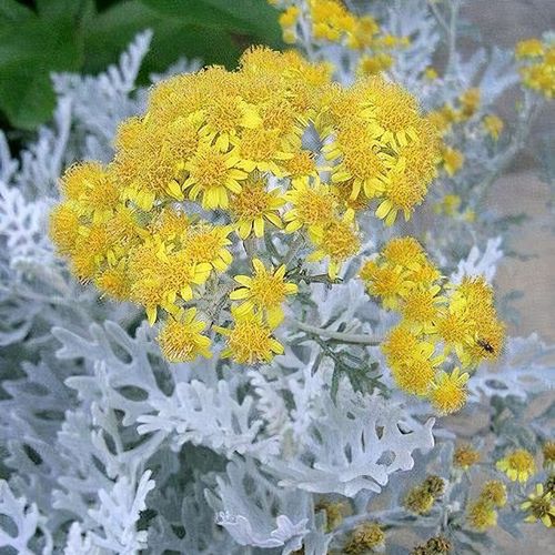 SUDRABA KRUSTAINE CANDICANS