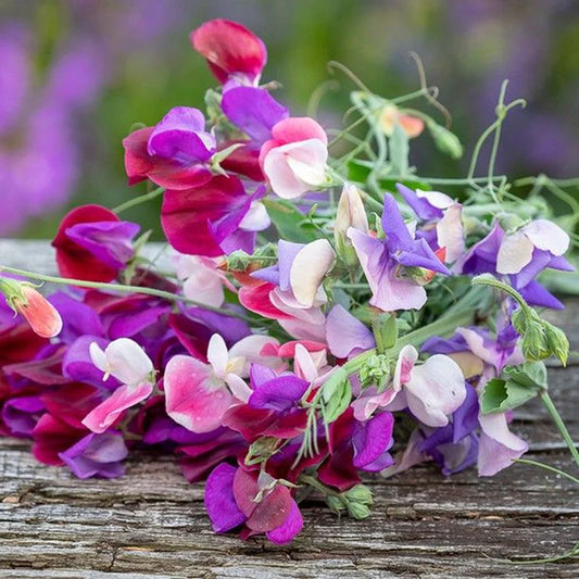 SWEET PEA BIJOU