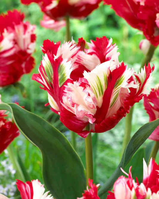 Tulpe - Estella rijnveld 5 gab