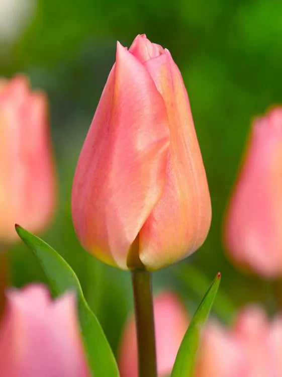 Tulpe - Apricot beauty 5 gab