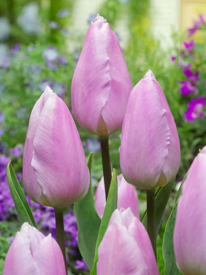 Tulip - Candy prince 5 bulbs