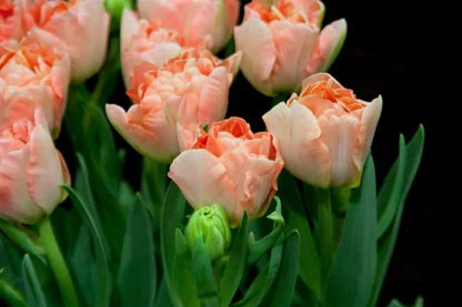 Tulpe - Charming lady 5 gab