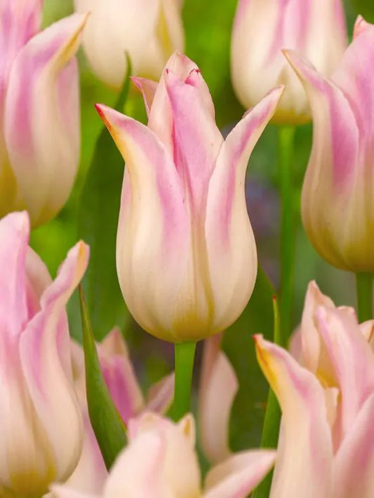 Tulpe - Elegant lady 5 gab